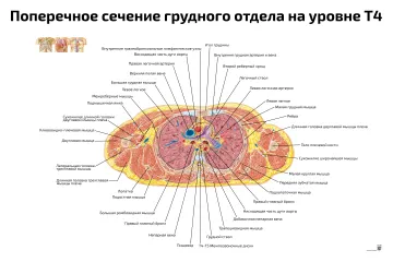 Поперечное сечение грудного отдела на уровне Т4 — медицинский плакат