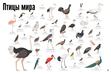Птицы мира — развивающий плакат