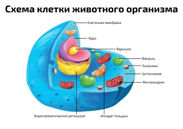Схема клетки животного организма — научный плакат по биологии