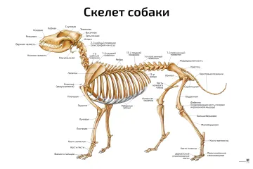 Скелет собаки: горизонтальный — ветеринарный плакат