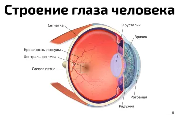 Строение глаза человека — медицинский плакат