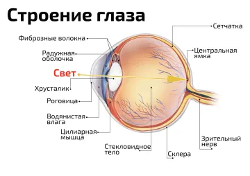 Строение глаза — медицинский плакат
