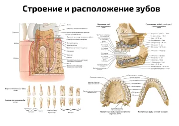 Строение и расположение зубов — медицинский плакат