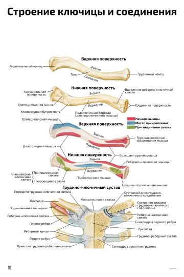 Строение ключицы и соединения — медицинский плакат
