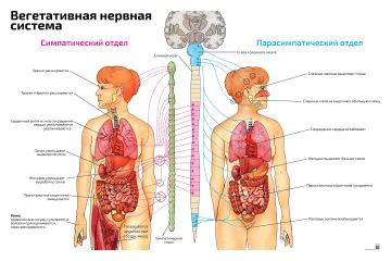 Вегетативная нервная система с отделами — медицинский плакат