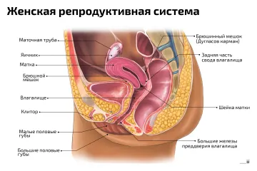 Женская репродуктивная система — медицинский плакат