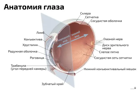 Анатомия глаза — медицинский плакат