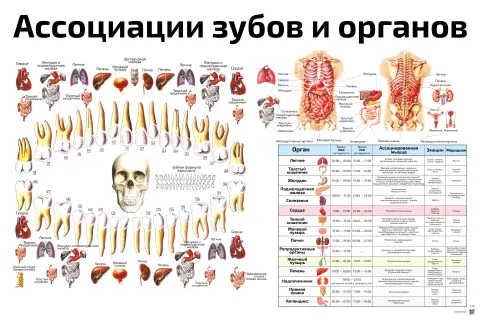 Ассоциации зубов и органов — плакат по рефлексотерапии