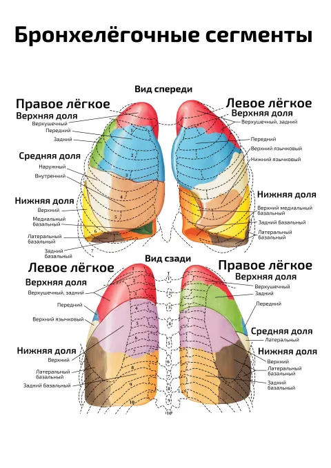 Бронхелёгочные сегменты — медицинский плакат