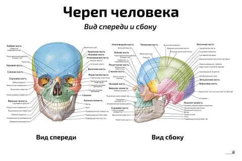 Череп человека, вид спереди и сбоку — медицинский плакат