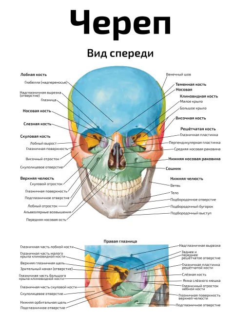 Череп, вид спереди — медицинский плакат