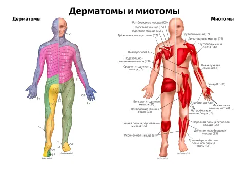 Дерматомы и миотомы — медицинский плакат