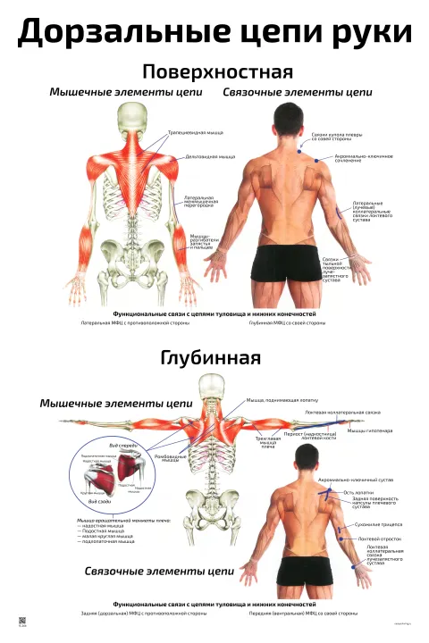 Дорзальные цепи руки: поверхностная и глубинная — плакат по рефлексотерапии