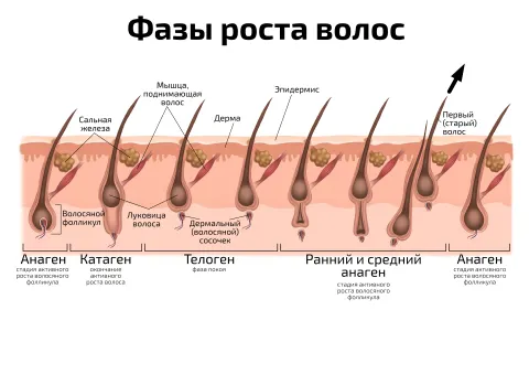 Плакат фазы роста волос