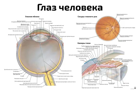 Глаз человека — медицинский плакат