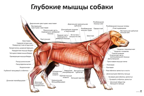Глубокие мышцы собаки — ветеринарный плакат