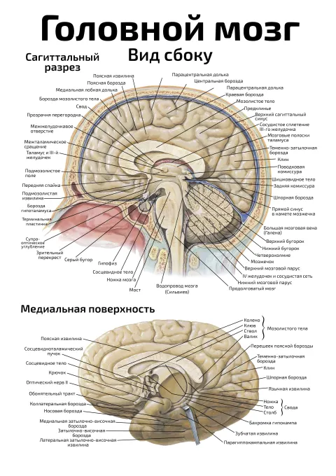 Головной мозг: вид сбоку — медицинский плакат