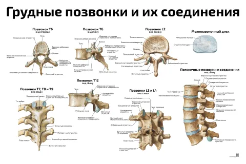 Грудные позвонки и их соединения — медицинский плакат