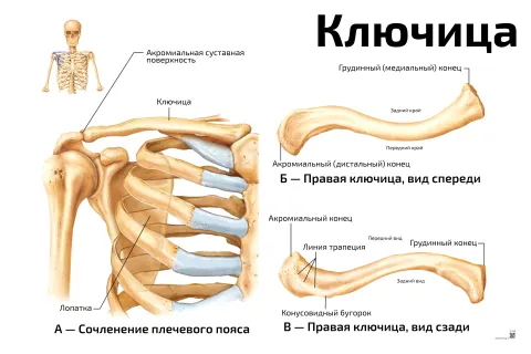 Ключица — медицинский плакат