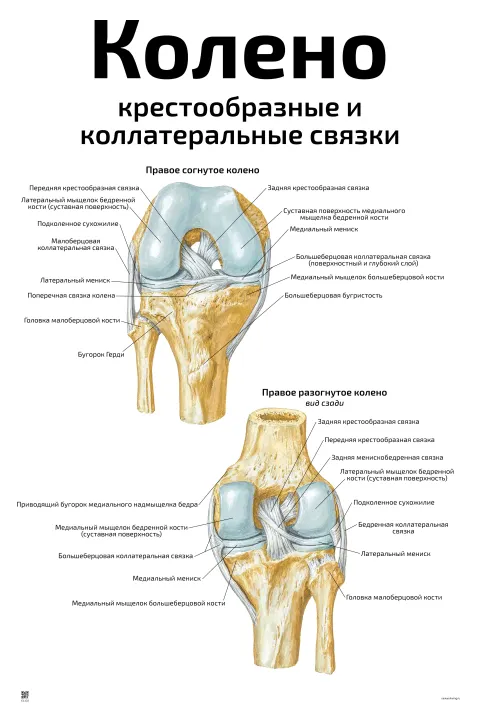 Колено: крестообразные и  коллатеральные связки — медицинский плакат