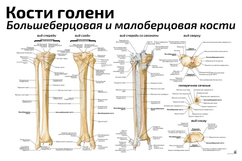 Кости голени: большеберцовая и малоберцовая кости — медицинский плакат