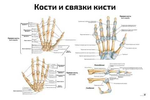 Кости и связки кисти — медицинский плакат