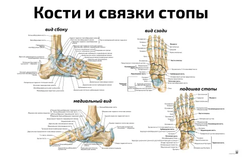 Кости и связки стопы — медицинский плакат