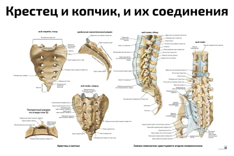 Крестец и копчик, и их соединения — медицинский плакат