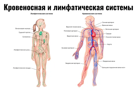 Кровеносная и лимфатическая системы — косметологический плакат