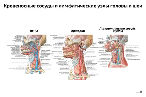 Кровеносные сосуды и лимфатические узлы головы и шеи — медицинский плакат