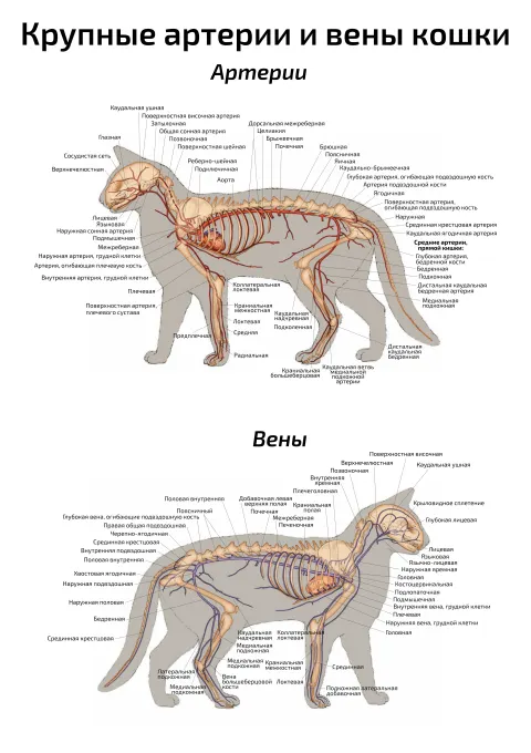 Крупные артерии и вены кошки — ветеринарный плакат