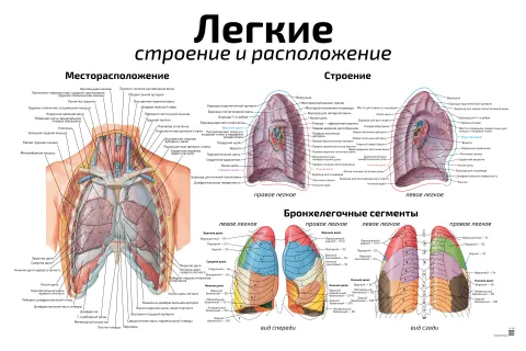 Легкие, строение и расположение — медицинский плакат