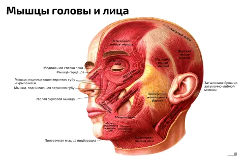 Мышцы головы и лица — медицинский плакат