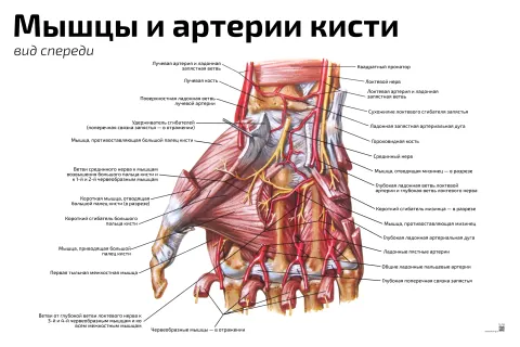 Мышцы и артерии кисти: вид спереди — медицинский плакат