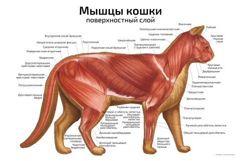 Мышцы кошки: поверхностный слой — ветеринарный плакат
