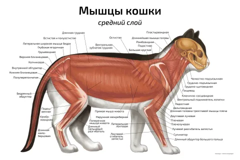 Мышцы кошки: средний слой — ветеринарный плакат