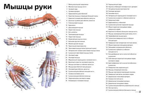 Мышцы руки — медицинский плакат