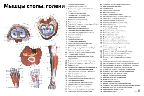 Мышцы стопы, голени — медицинский плакат
