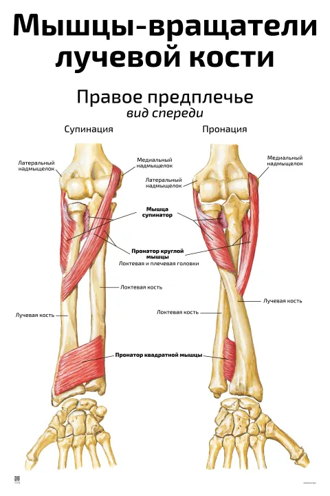 Мышцы-вращатели  лучевой кости — медицинский плакат
