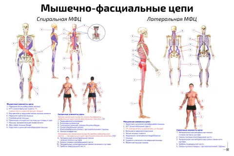 Мышечно-фасциальные цепи: спиральная, латеральная — медицинский плакат
