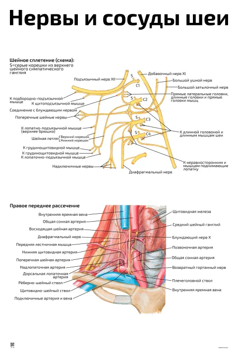 Нервы и сосуды шеи — медицинский плакат