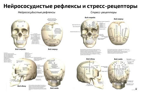 Нейрососудистые рефлексы и стресс-рецепторы — медицинский плакат