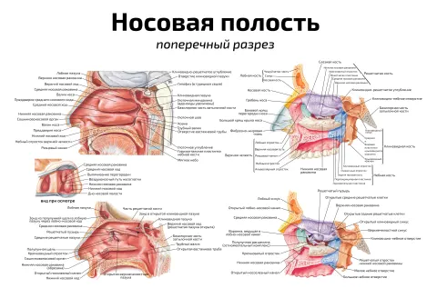 Носовая полость: поперечный разрез — медицинский плакат