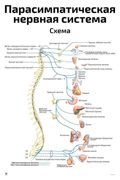 Парасимпатическая нервная система — медицинский плакат