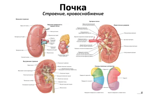 Почка: строение, кровоснабжение — медицинский плакат