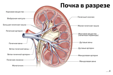 Почка в разрезе — медицинский плакат