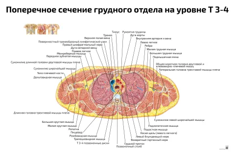 Поперечное сечение грудного отдела на уровне Т 3-4 — медицинский плакат