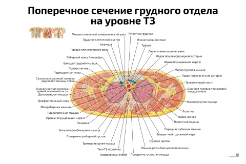 Поперечное сечение грудного отдела на уровне Т3 — медицинский плакат