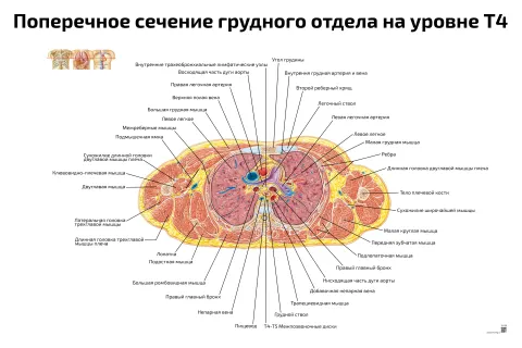 Поперечное сечение грудного отдела на уровне Т4 — медицинский плакат
