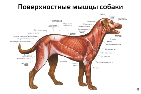 Поверхностные мышцы собаки — ветеринарный плакат